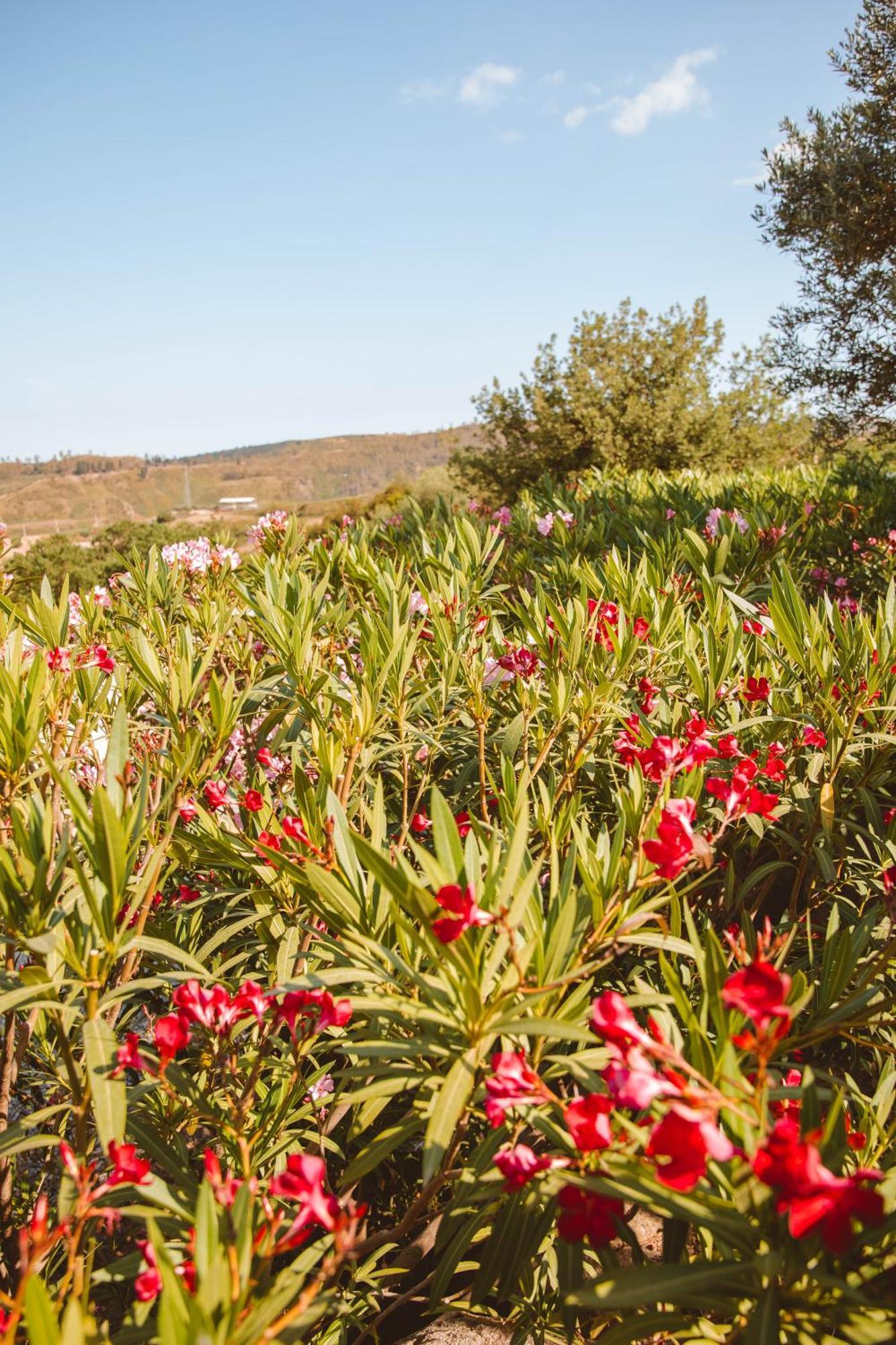 Calami - Villa Romeo - Private Apartments With Pool, Seaview & Olive Grove Santa Caterina Dello Ionio Marina المظهر الخارجي الصورة