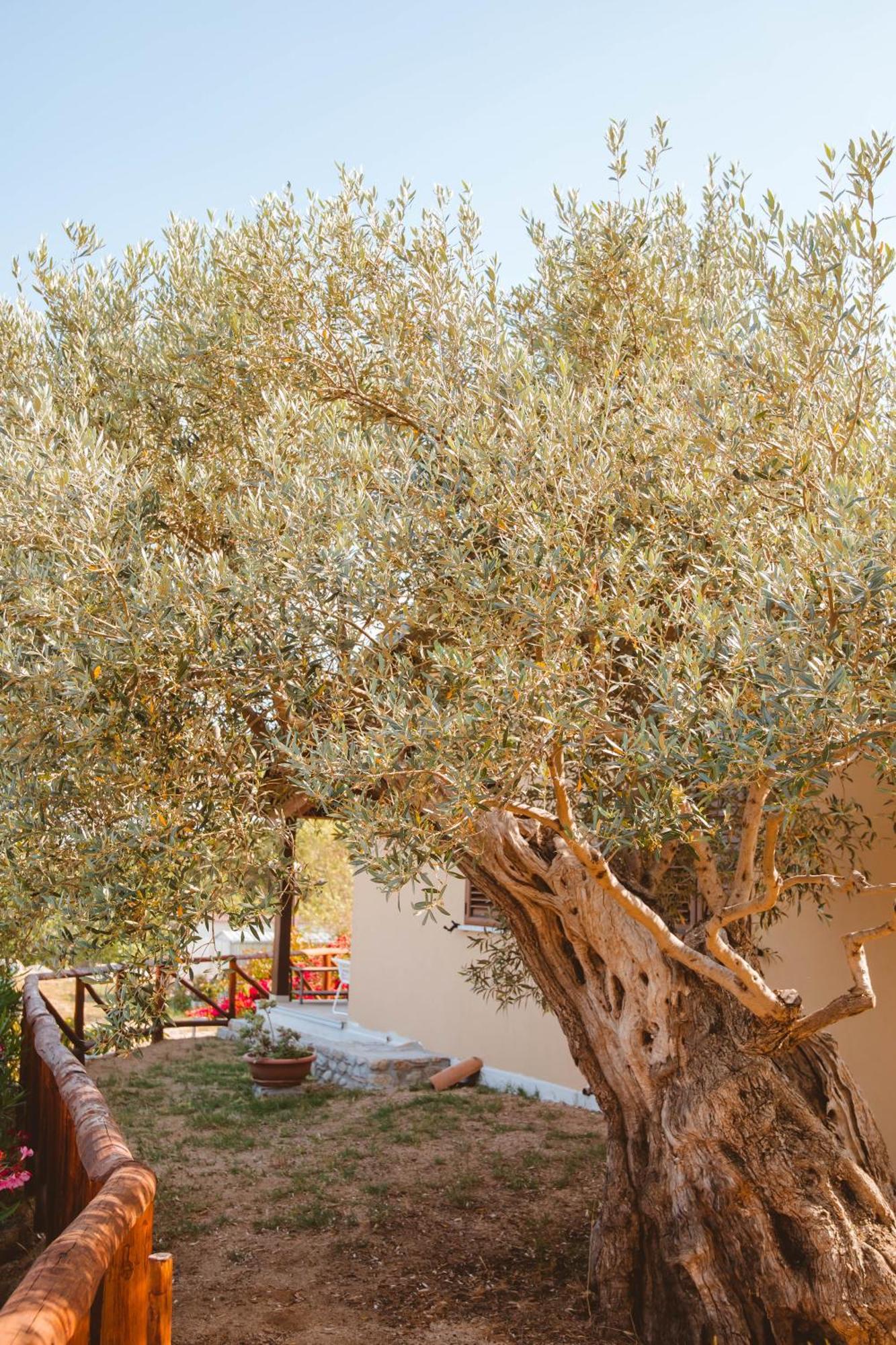 Calami - Villa Romeo - Private Apartments With Pool, Seaview & Olive Grove Santa Caterina Dello Ionio Marina المظهر الخارجي الصورة