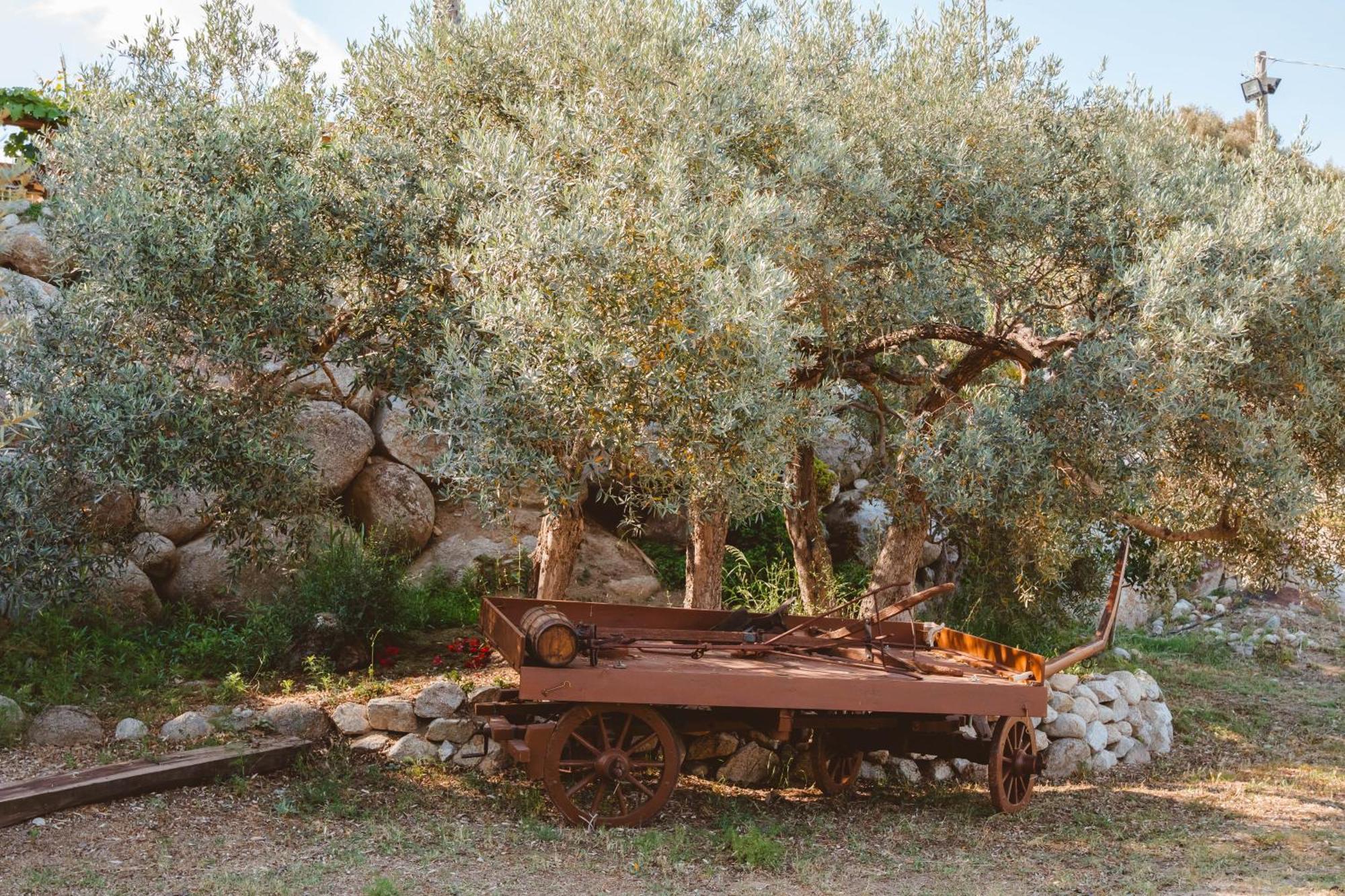 Calami - Villa Romeo - Private Apartments With Pool, Seaview & Olive Grove Santa Caterina Dello Ionio Marina المظهر الخارجي الصورة